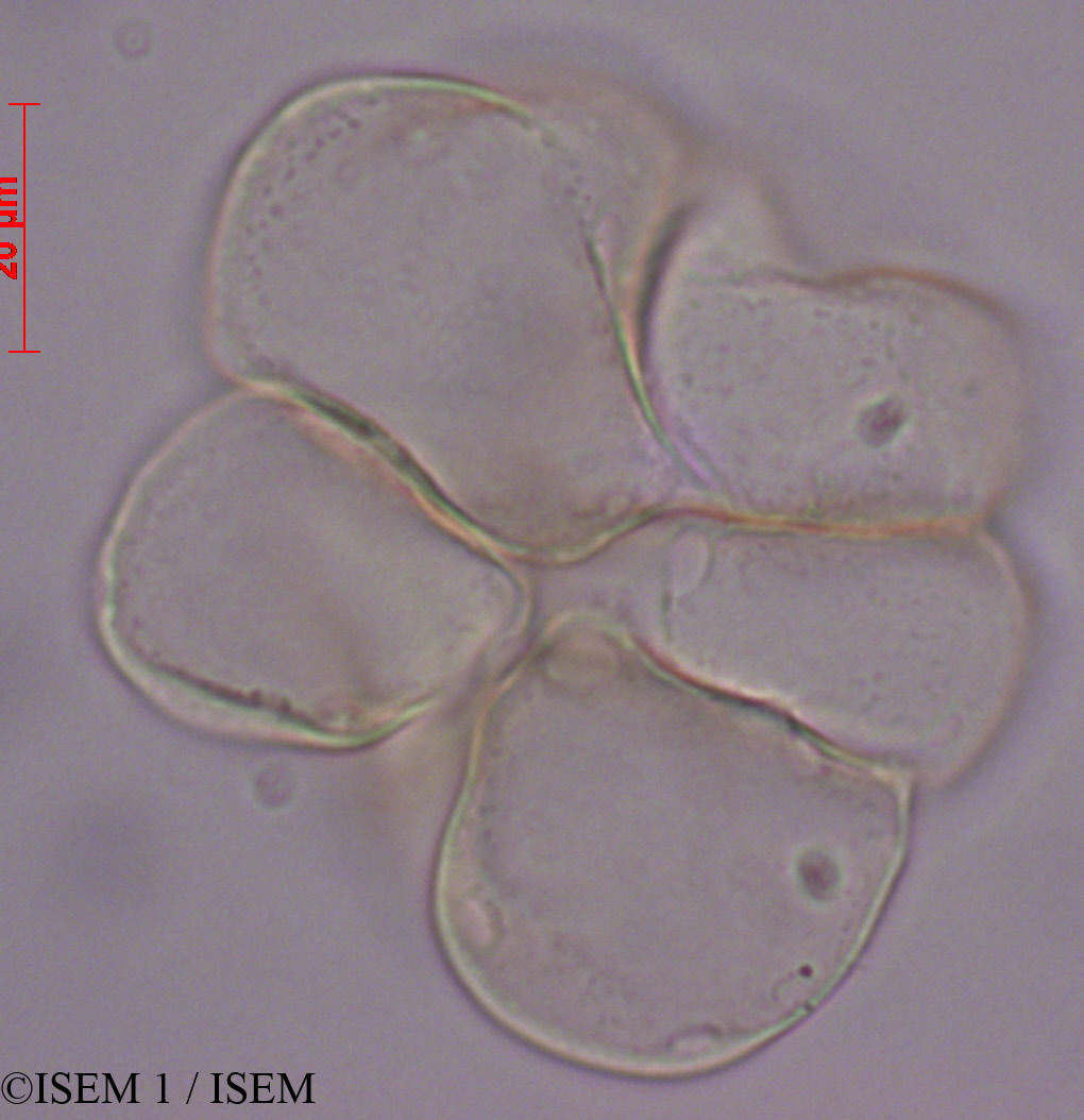 ISEM 1/Apocynum_androsaemifolium_27984/Apocynum_androsaemifolium_27984_0003(copy).jpg
